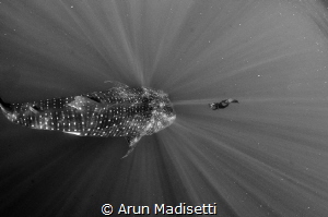 Franco Banfi gets up close to a 12m Whale shark by Arun Madisetti 